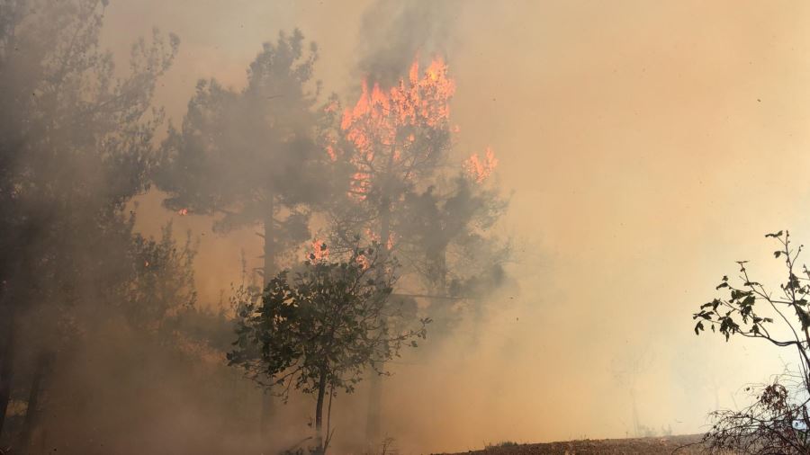 Kuytucak’ta orman yangını çıktı