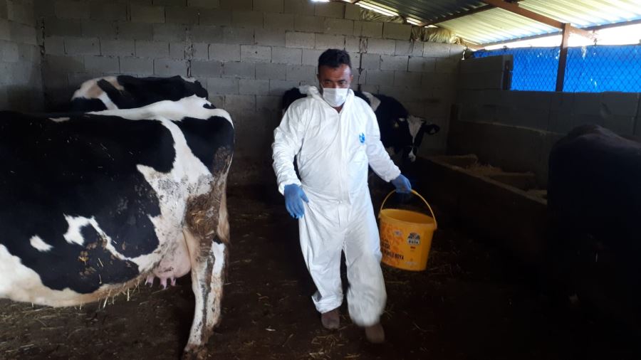 Corona virüsüne yakalanan karı kocanın hayvanlarına İlçe Tarım Müdürlüğü sahip çıktı