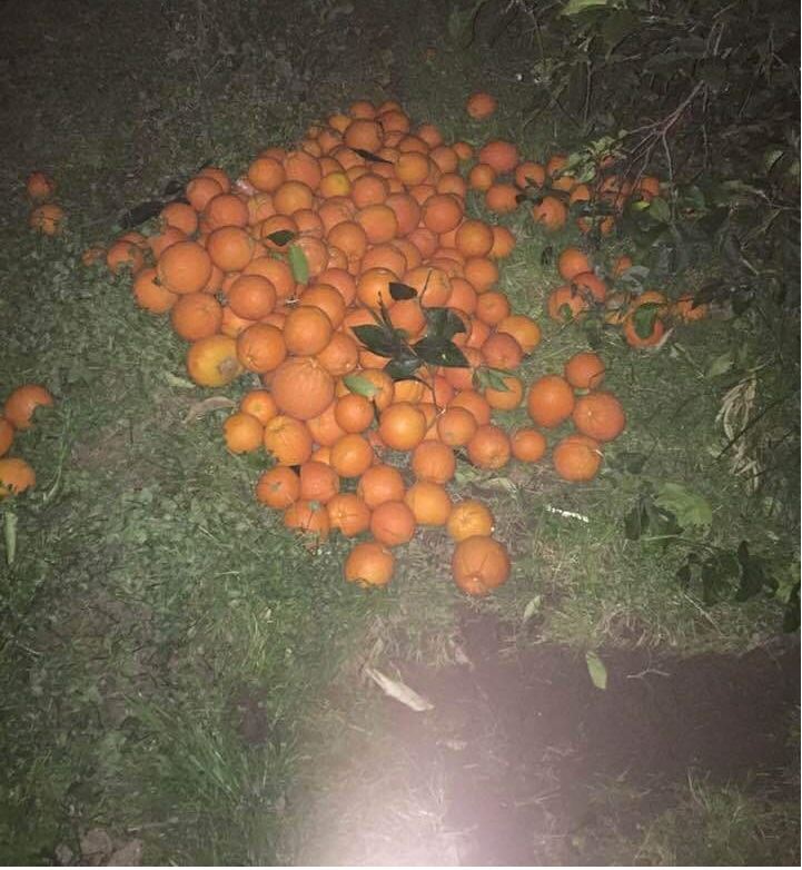 Portakal hırsızları yakalandı