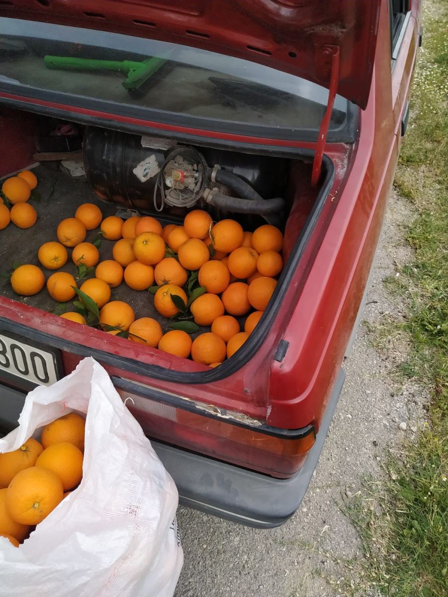 Portakal Hırsızları suçüstü yakalandı