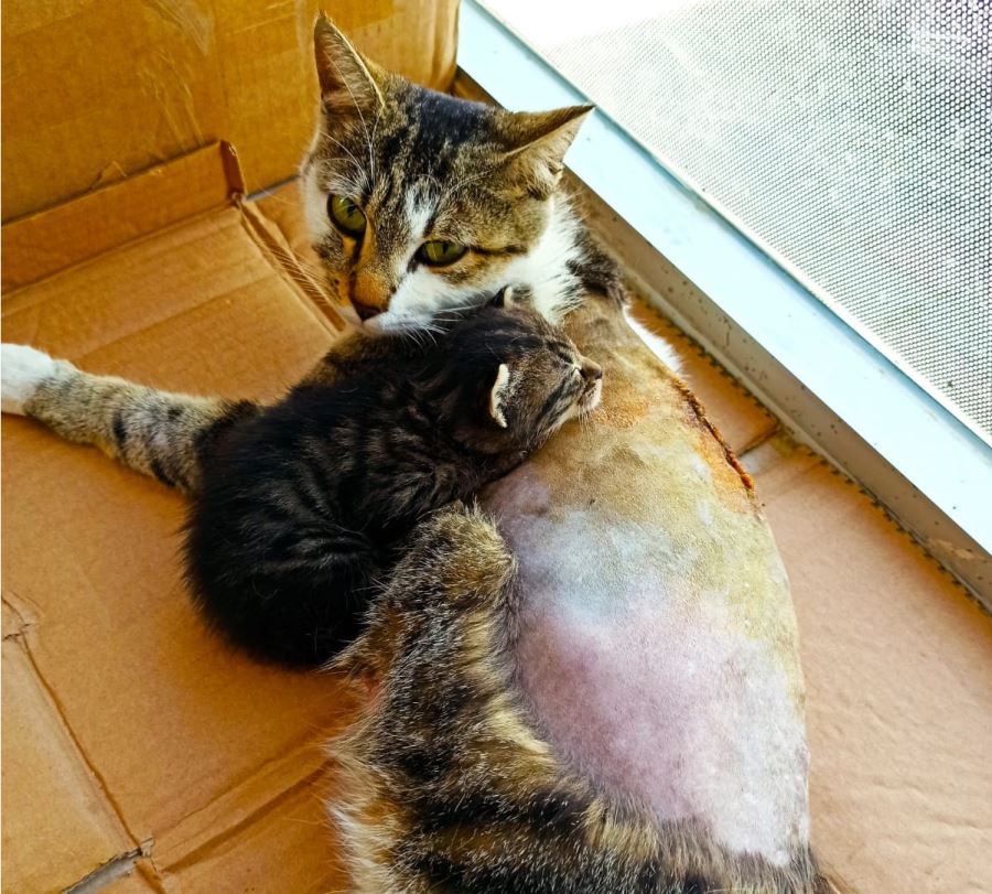 Tüfekle vurularak felç kalan kediyi tedavi ettirdi