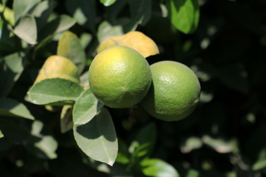 Kozan’da mayer limon hasadı başladı