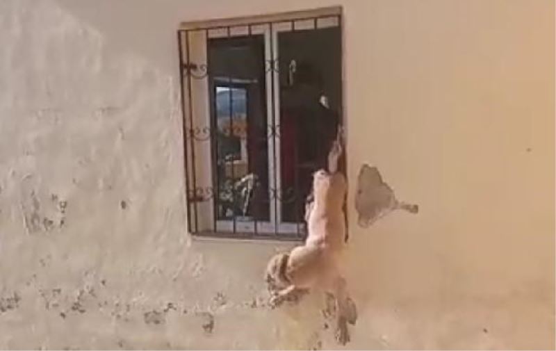 Pencere demirine sıkışan köpeği itfaiye ekipleri kurtardı