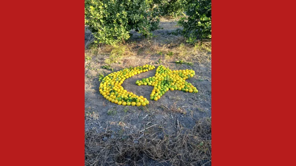 LİMON BAHÇESİNDE CUMHURİYET’E AY-YILDIZLI ŞAHESER!