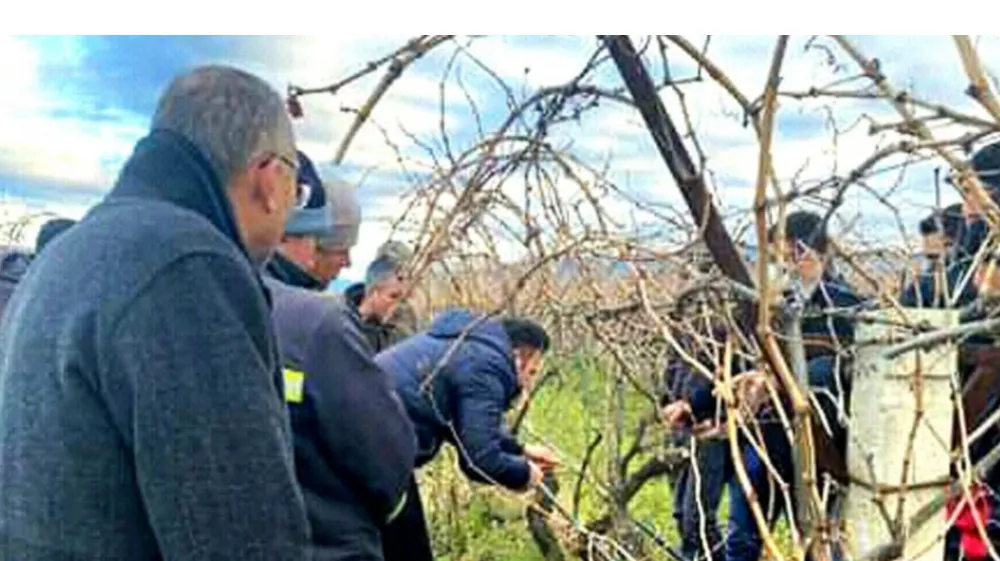 Meyve Ağaçlarında Budama Kursu Açılıyor