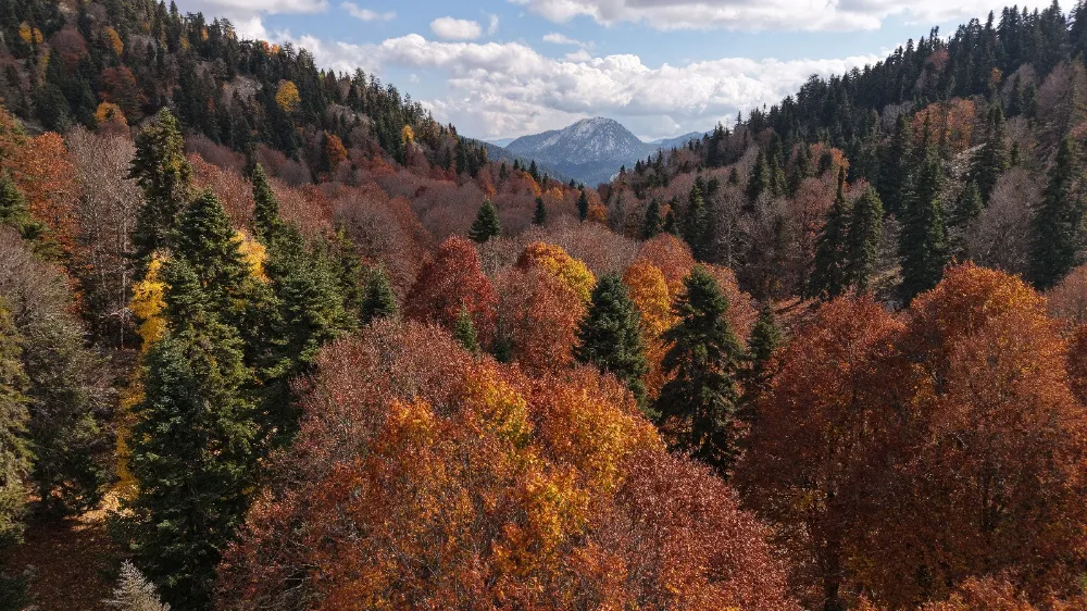 SONBAHARIN ALTIN TABLOSU BÜYÜLÜYOR!