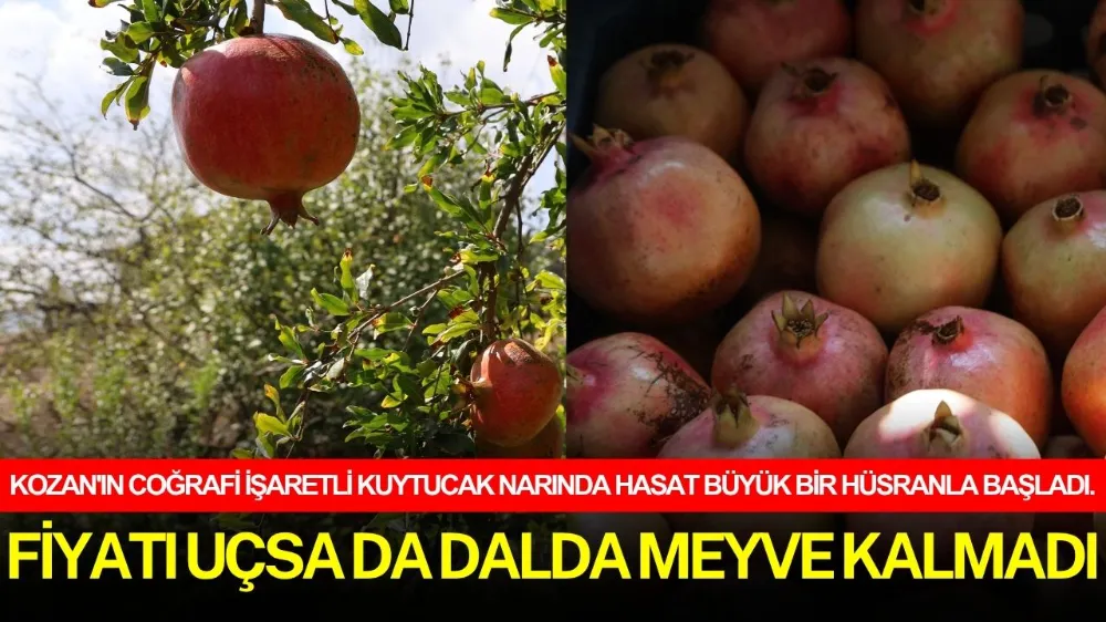 FİYATI UÇSA DA DALDA MEYVE KALMADI