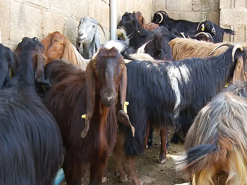 Kilo Fiyatı Belli Oldu: 320 TL!