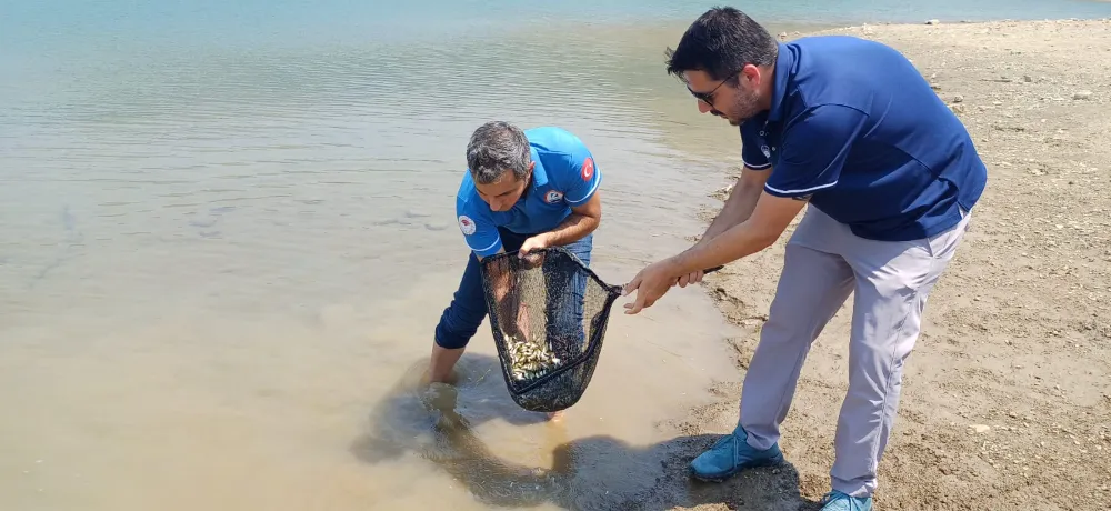 321 BİN SAZAN YAVRUSU BARAJA BIRAKILDI