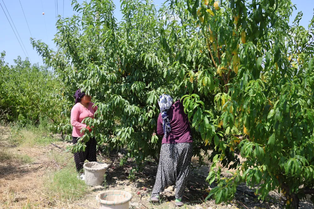 VERİM %90 DÜŞTÜ, KİLOSU 50 TL’YE FIRLADI!