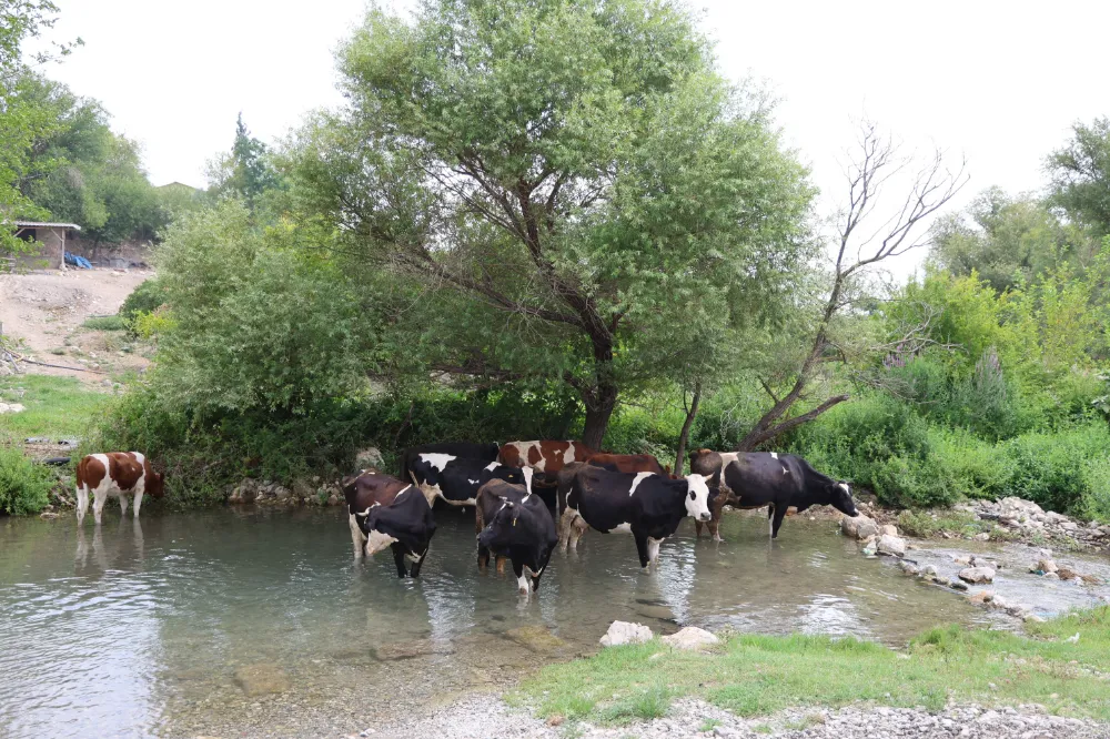 HAYVANLAR BİLE KAÇACAK YER ARADI