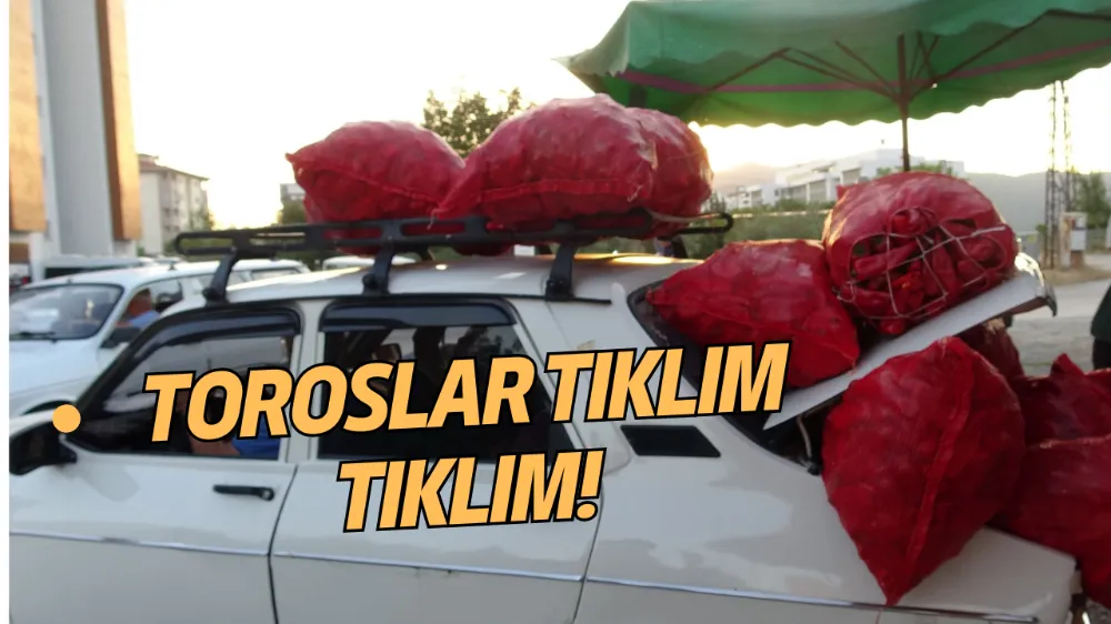 TOROSLAR TIKLIM TIKLIM!