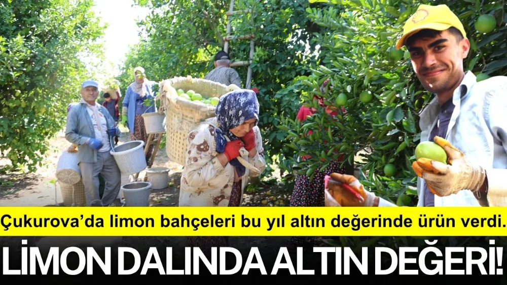 LİMON DALINDA ALTIN DEĞERİ!