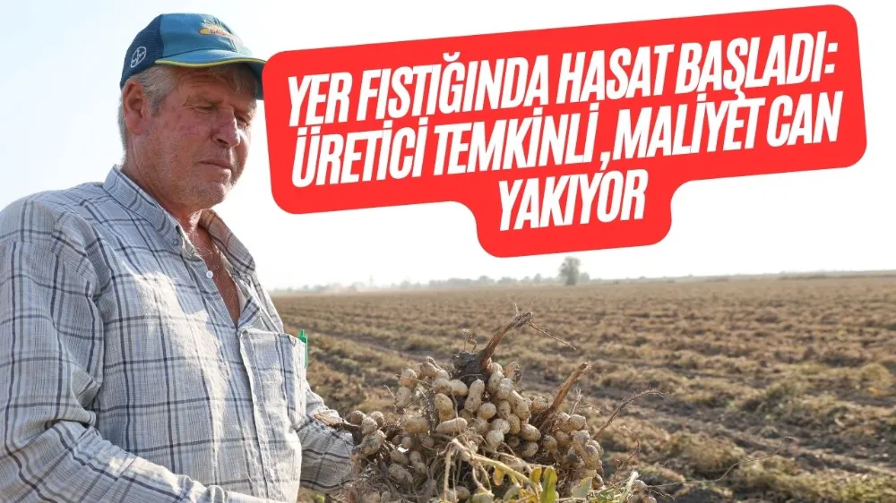 YER FISTIĞINDA HASAT BAŞLADI: ÜRETİCİ TEMKİNLİ, MALİYET CAN YAKIYOR