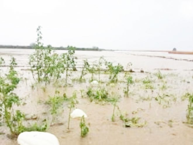 İlçemizde Etkili Olan Sağanak Yağış Çiftçiyi Zarara Uğrattı